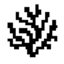 CORAL Logo