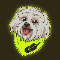 BRODIE Logo